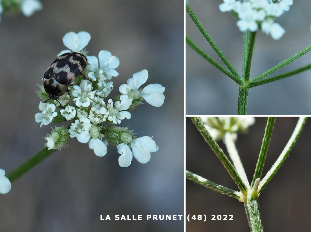 Hedge Parsley, Field flower